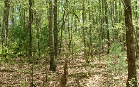 Lot 2 Lower Bear Paw Road Murphy, NC 28906 - Photo 1 of 1 Main View