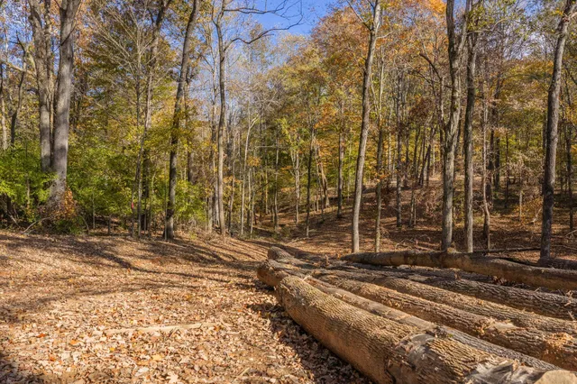 a view of a yard with street