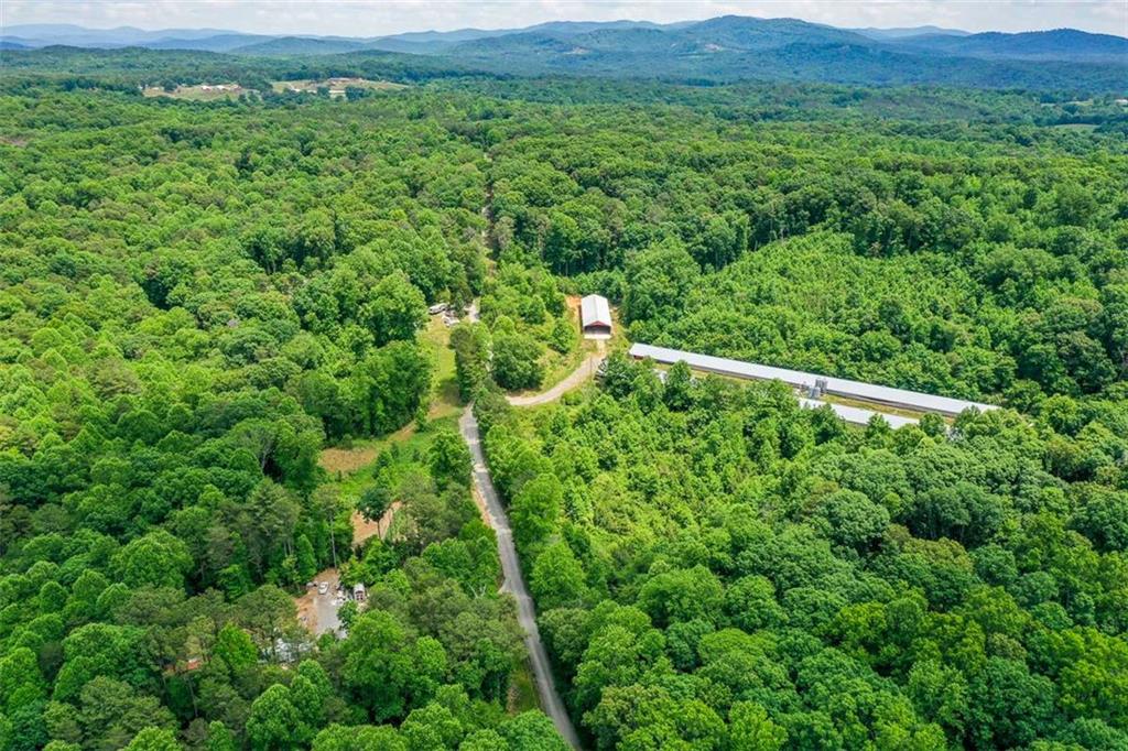 1010 Painter Road Talking Rock, GA 30175 - Photo 16 of 25 a view of a lush green forest with lots of trees