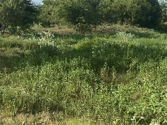 a view of a lush green forest
