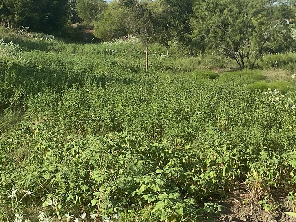 3254 County Road 3254 Mount Calm, TX 76673 - Photo 4 of 25 a view of a lush green forest