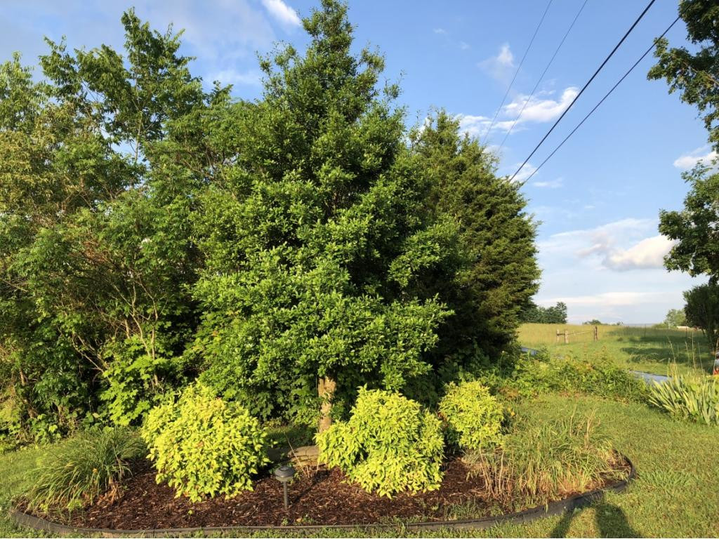 0 Links Mill Road, Unit 12 Greeneville, TN 37743 - Photo 6 of 6 Photo 6