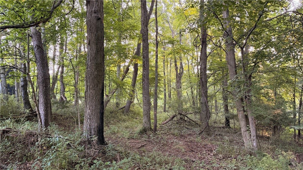 2575 Co Road Loudonville, OH 44842 - Photo 20 of 44 Mature deciduous trees create a natural setting