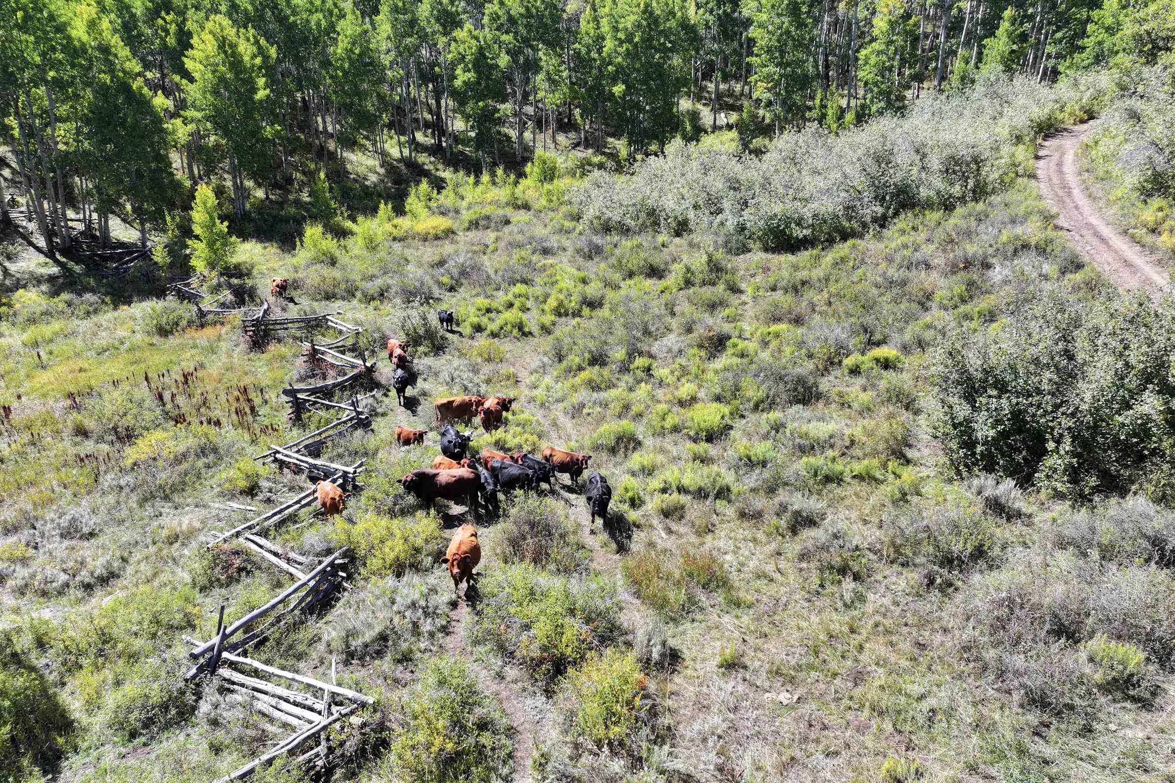 Tbd Divide Road, Unit ENTIRE PACKAGE Whitewater, CO 81527 - Photo 2 of 41 a view of a forest with a tree
