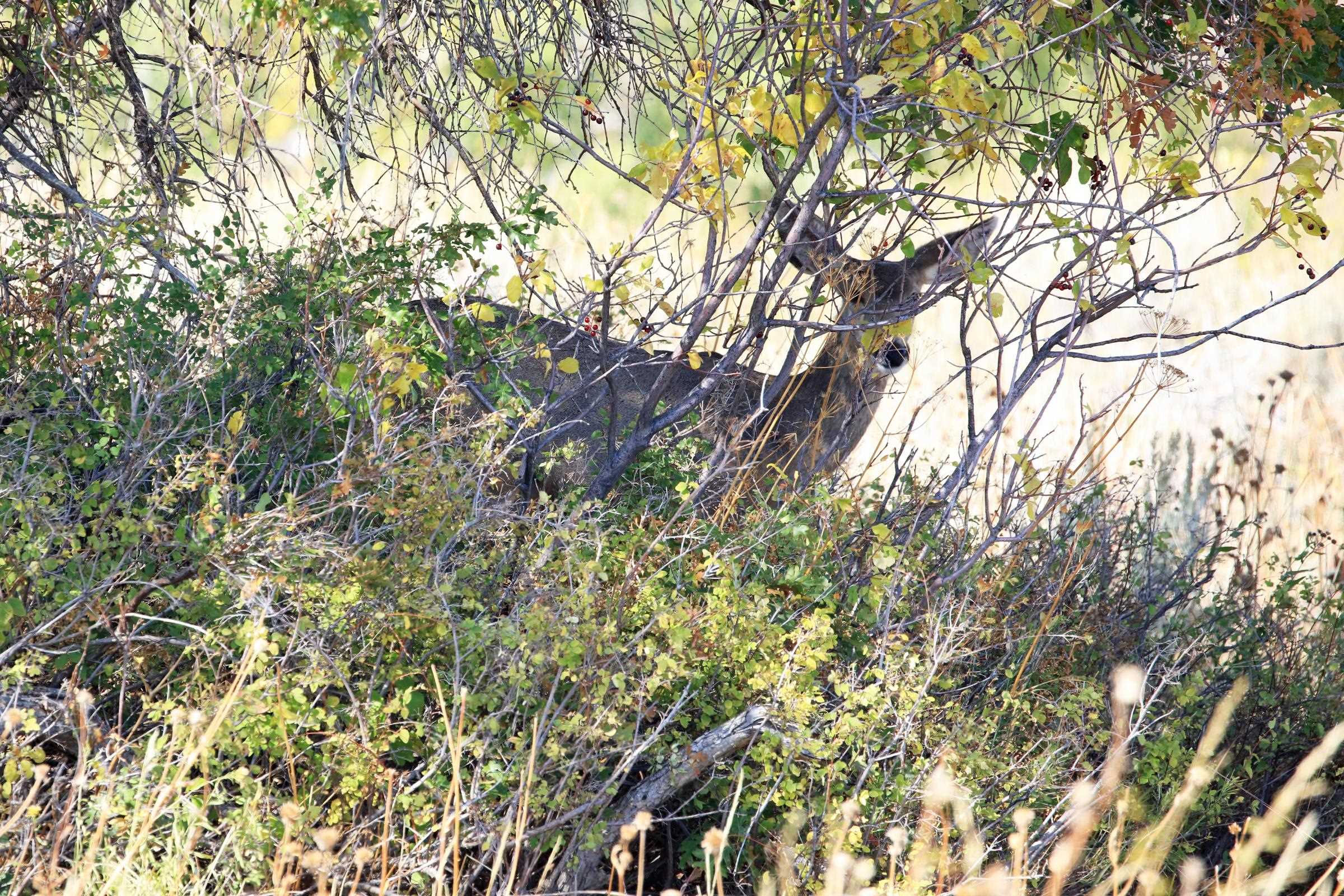 Tbd Divide Road, Unit ENTIRE PACKAGE Whitewater, CO 81527 - Photo 26 of 41 a picture of tree