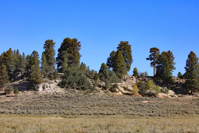 a view of a dry yard