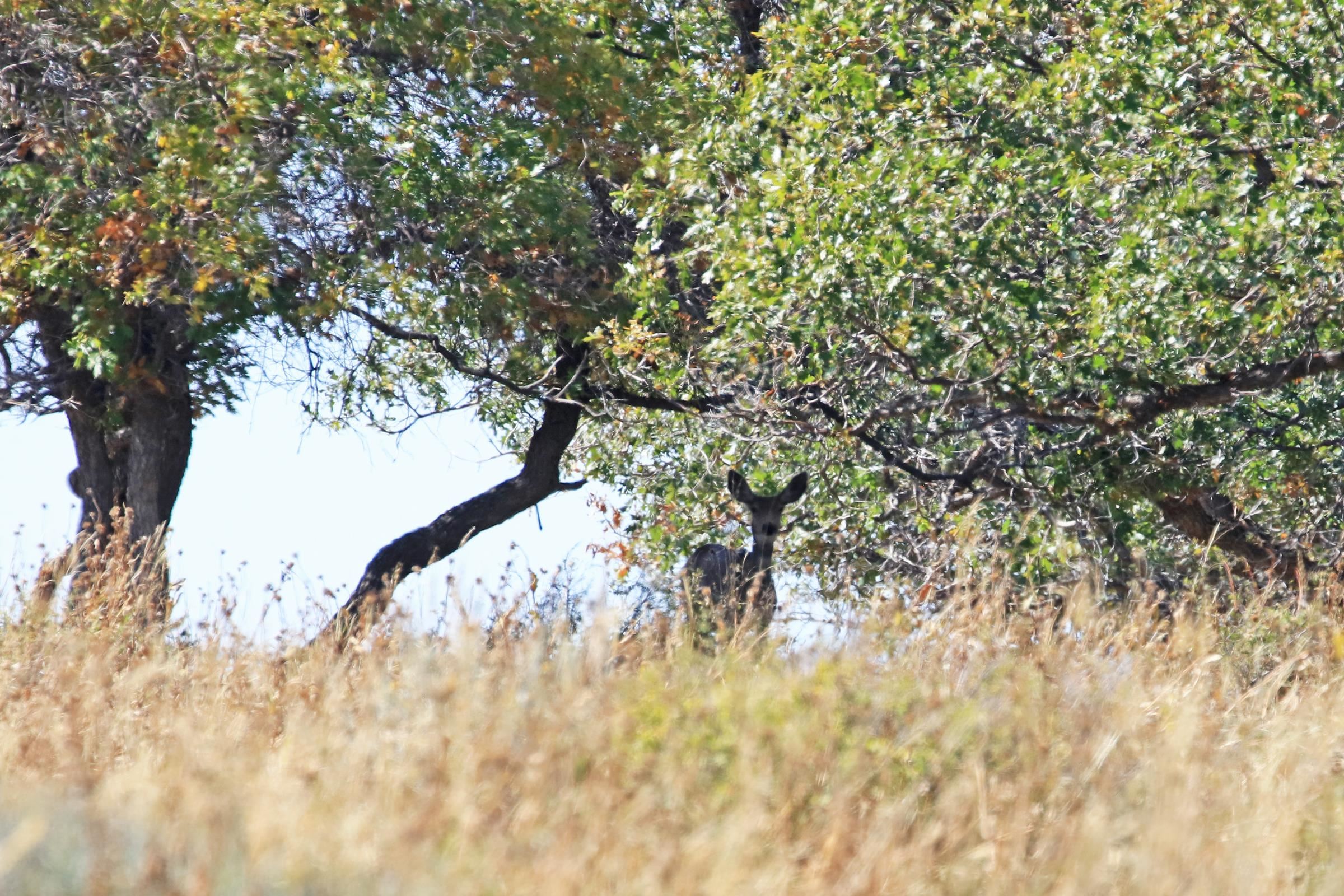 Tbd Divide Road, Unit ENTIRE PACKAGE Whitewater, CO 81527 - Photo 37 of 41 a view of tree