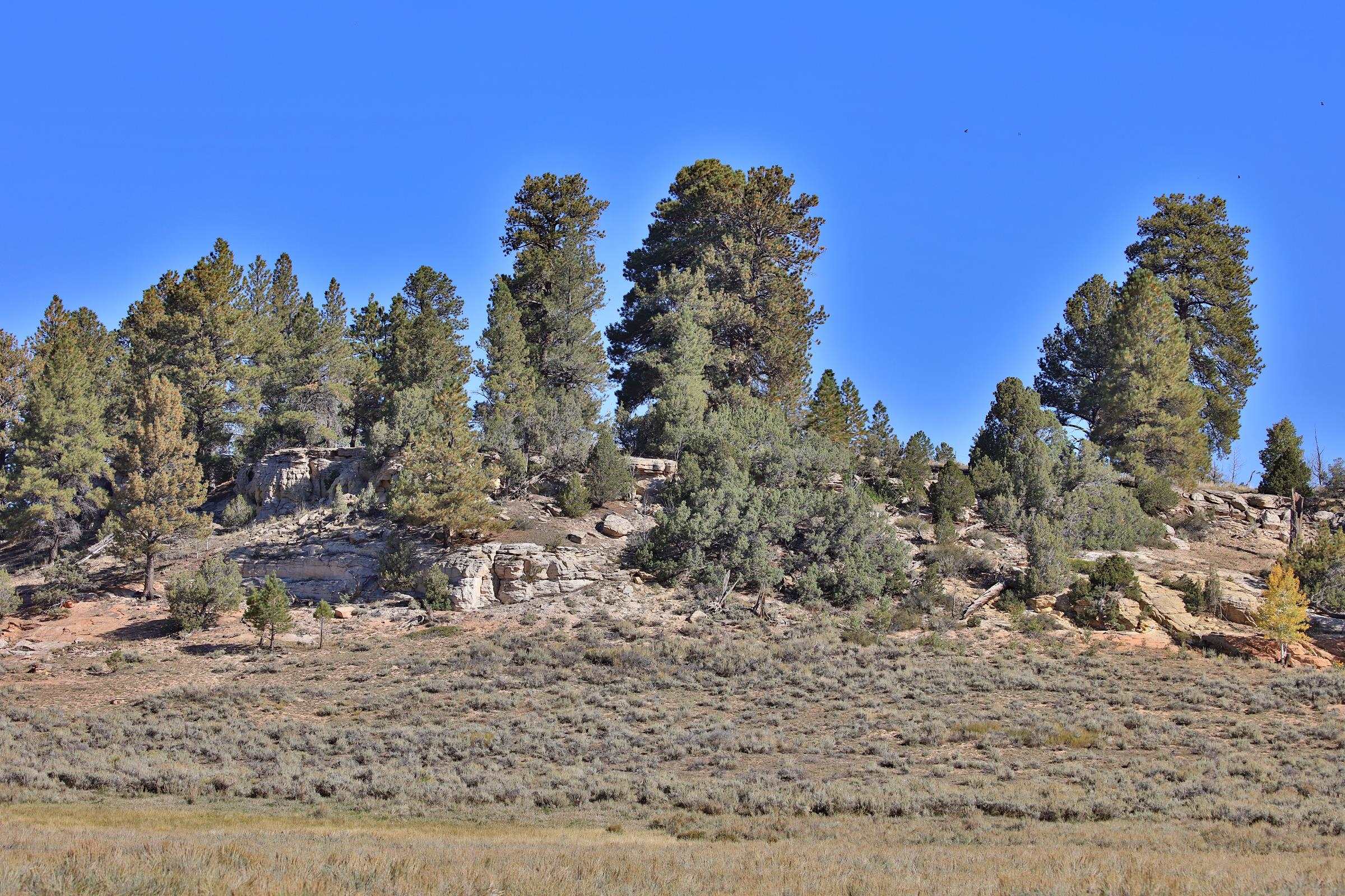 Tbd Divide Road, Unit ENTIRE PACKAGE Whitewater, CO 81527 - Photo 39 of 41 a view of a yard