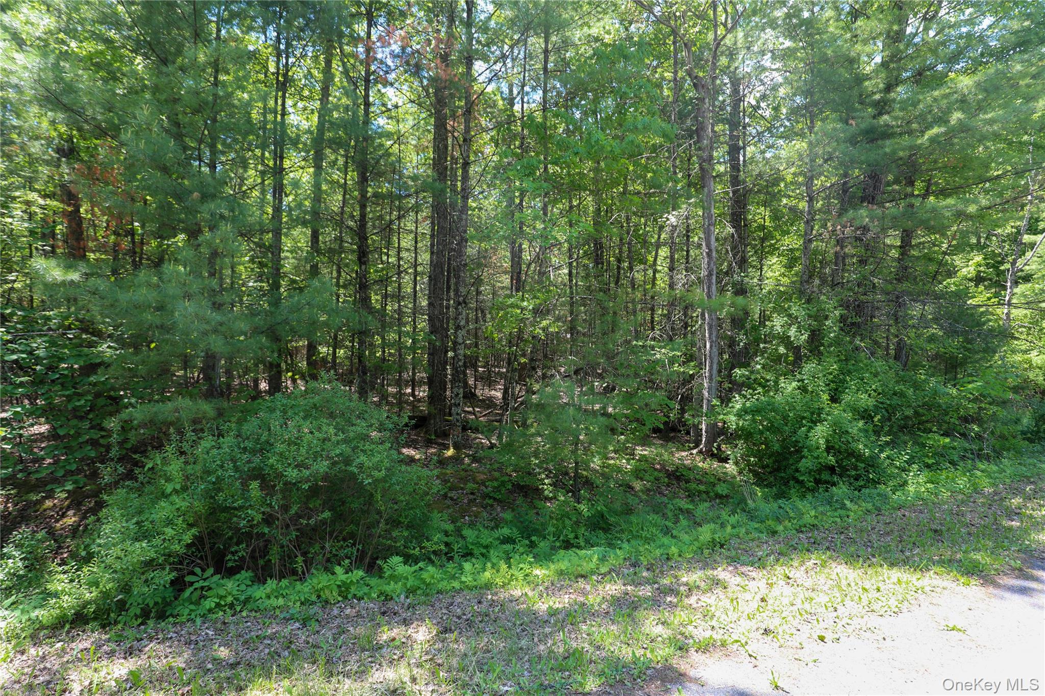 Tbd Bristol Hill Road Hurley, NY 12443 - Photo 5 of 17 a view of a forest with trees
