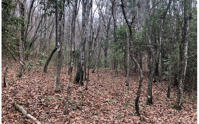 Mitchell Branch Road Morganton, GA 30560 - Photo 2 of 4 a view of a yard with large trees