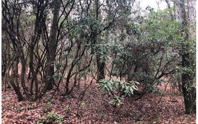 Mitchell Branch Road Morganton, GA 30560 - Photo 3 of 4 a view of a garden