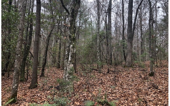 Mitchell Branch Road Morganton, GA 30560 - Photo 4 of 4 a view of a forest with trees in the background