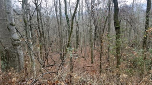 6153 Daus Mountain Road Dunlap, TN 37327 - Photo 12 of 15 IMG_6671