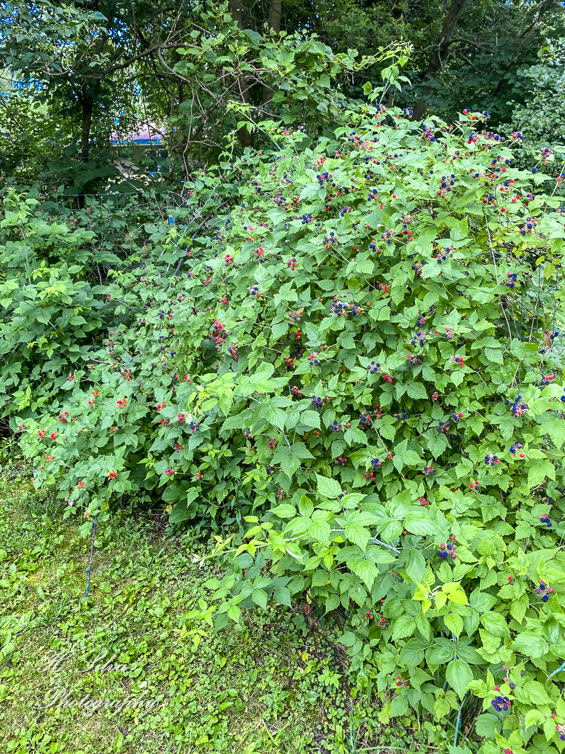 8106 Maple Street Marengo, IL 60152 - Photo 39 of 48 a view of a lush green forest