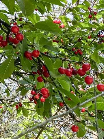 a view of a lake with a forest