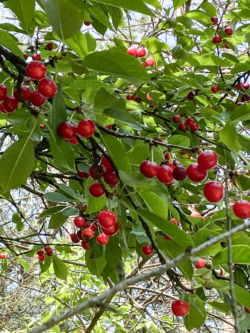 8106 Maple Street Marengo, IL 60152 - Photo 40 of 48