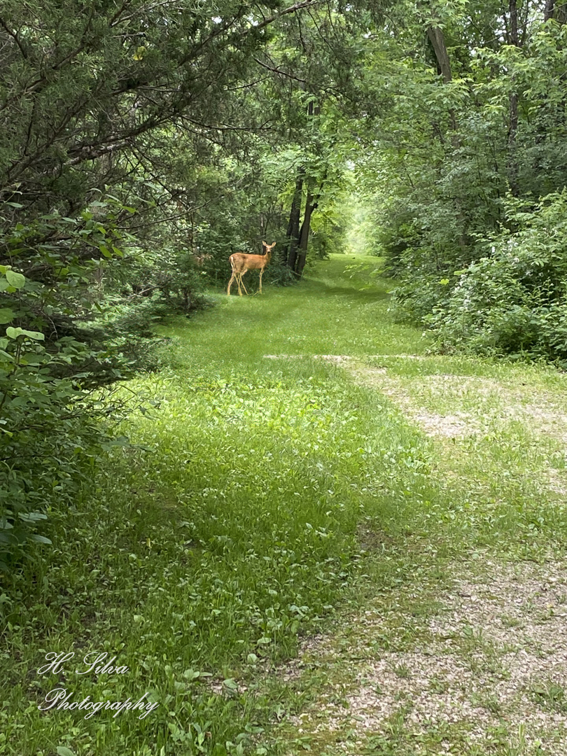 8106 Maple Street Marengo, IL 60152 - Photo 41 of 48 a view of outdoor space and yard