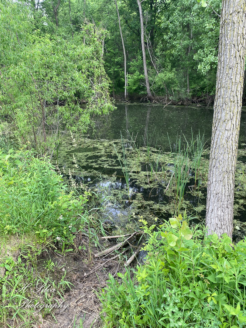 8106 Maple Street Marengo, IL 60152 - Photo 42 of 48 a view of a lake with a forest