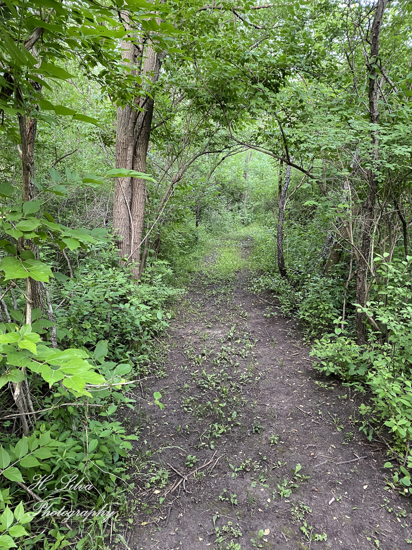8106 Maple Street Marengo, IL 60152 - Photo 43 of 48 a view of a forest with lots of trees