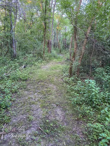 a view of a lush green space
