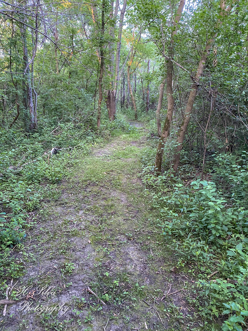 8106 Maple Street Marengo, IL 60152 - Photo 45 of 48 a view of a lush green forest