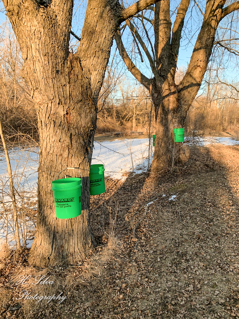 8106 Maple Street Marengo, IL 60152 - Photo 46 of 48 a view of a yard with a tree