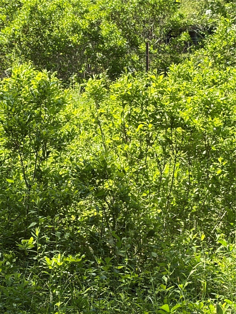 0 Lawton Foster Road South Hopkinton, RI 02833 - Photo 19 of 19
