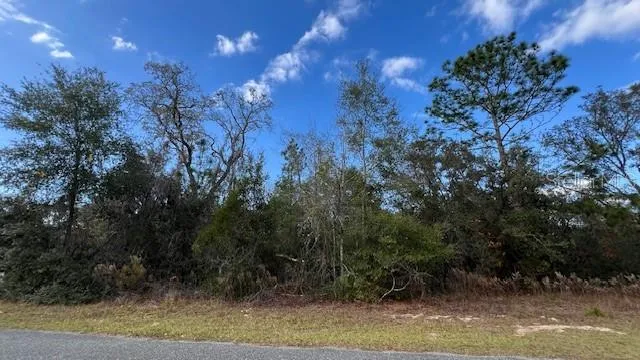 a view of a yard with large trees