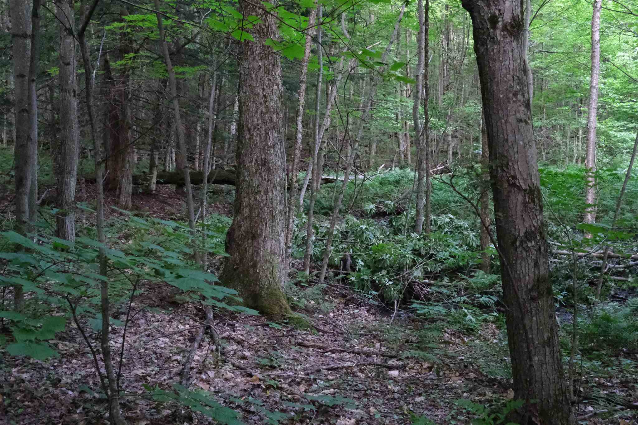 Lot 3 Taylor Road East Fairfield, VT 05448 - Photo 11 of 15 Gallery Image 11