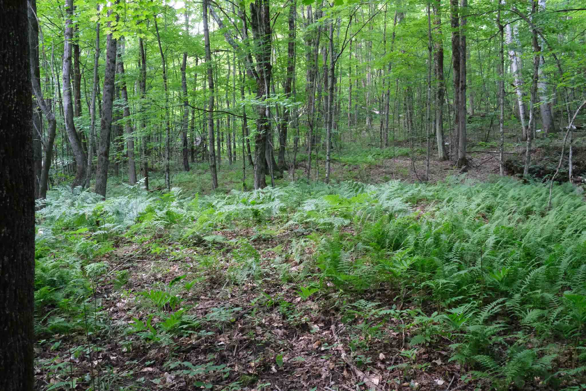 Lot 3 Taylor Road East Fairfield, VT 05448 - Photo 14 of 15 Gallery Image 14
