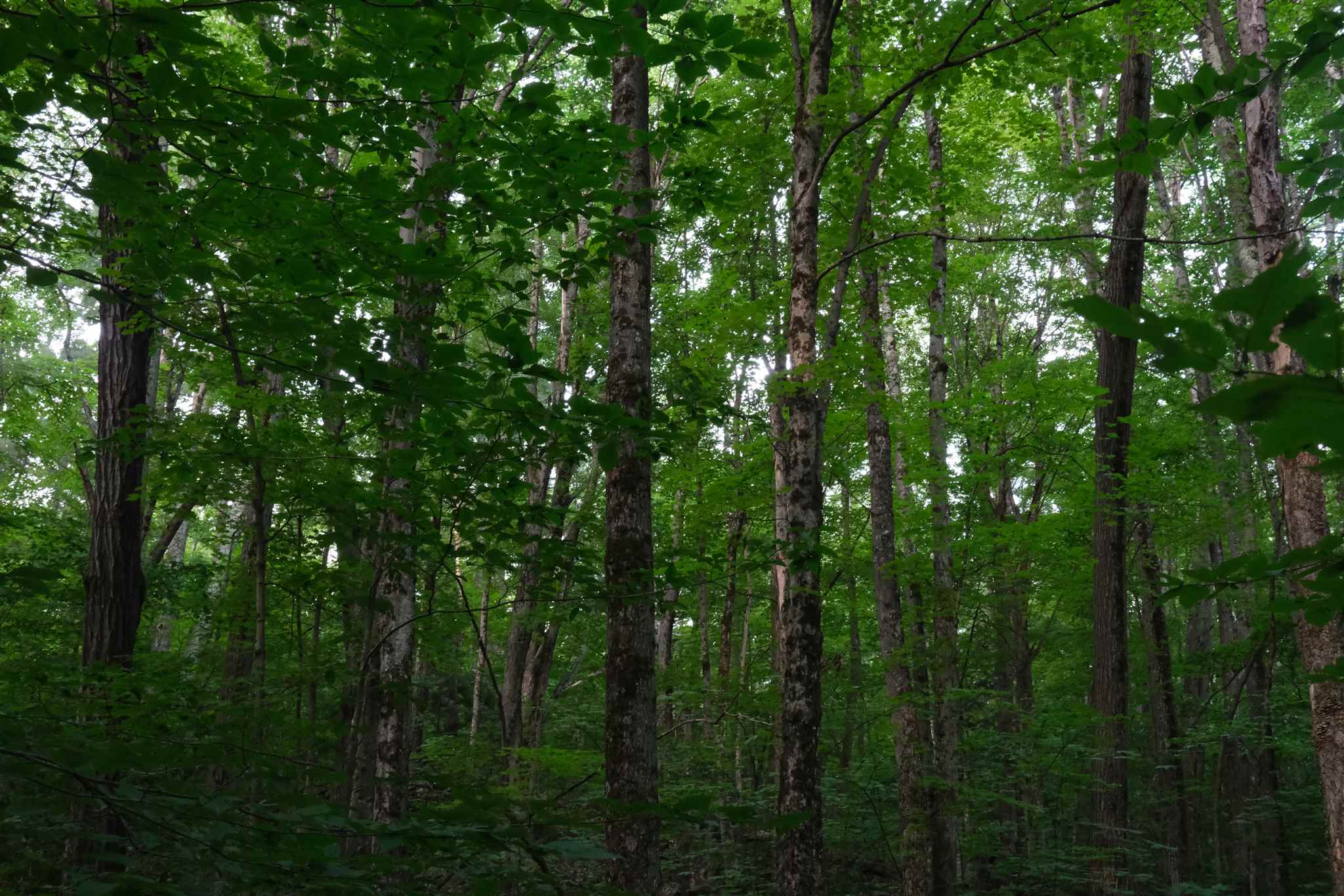 Lot 3 Taylor Road East Fairfield, VT 05448 - Photo 15 of 15 Gallery Image 15