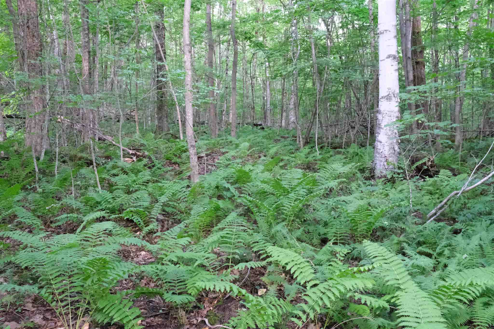 Lot 3 Taylor Road East Fairfield, VT 05448 - Photo 5 of 15 Gallery Image 5