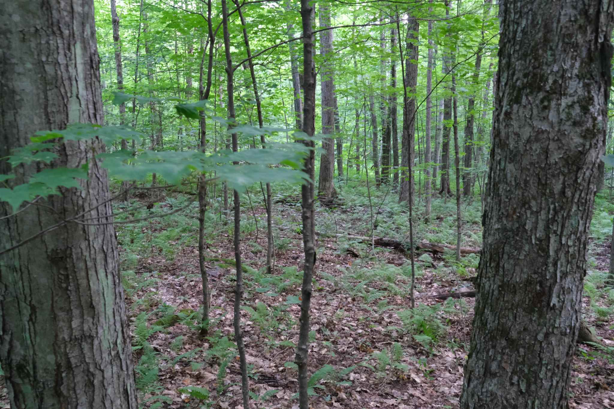 Lot 3 Taylor Road East Fairfield, VT 05448 - Photo 7 of 15 Gallery Image 7