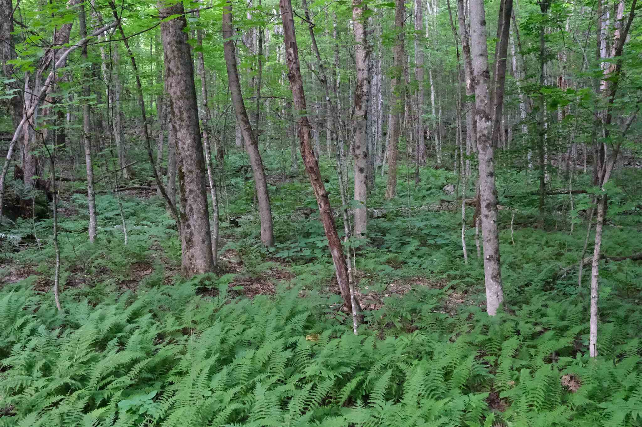 Lot 3 Taylor Road East Fairfield, VT 05448 - Photo 10 of 15 Gallery Image 10
