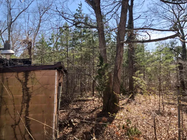 a view of a yard with large trees