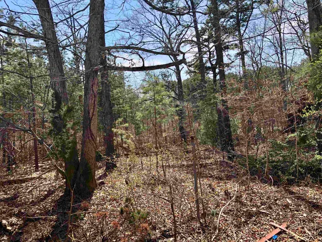 a view of a forest filled with trees