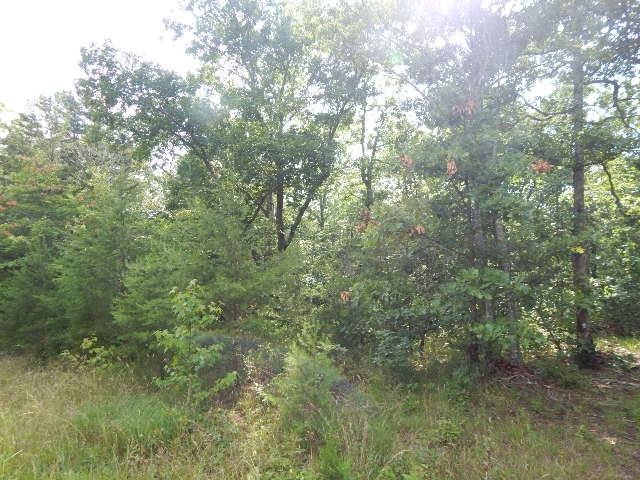 0 4th Drive Altamont, TN 37301 - Photo 4 of 11 a view of a forest with lush green forest