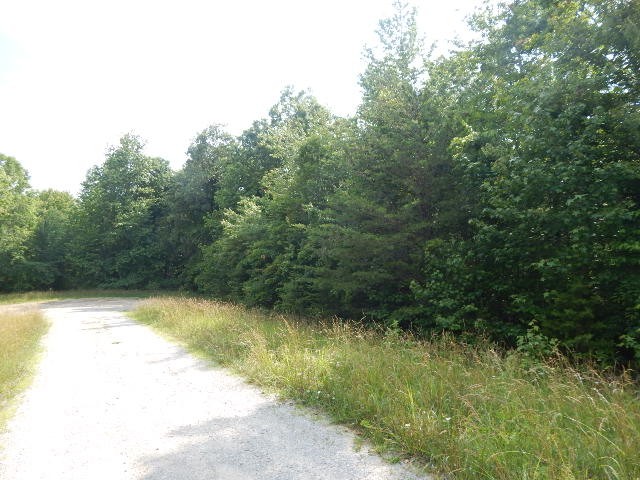 0 4th Drive Altamont, TN 37301 - Photo 8 of 11 a view of a yard with a tree