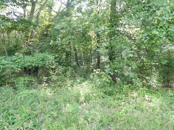 a view of a lush green forest
