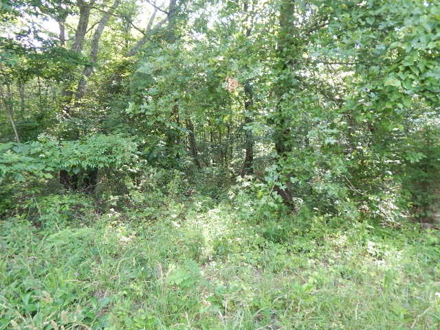0 4th Drive Altamont, TN 37301 - Photo 10 of 11 a view of a lush green forest