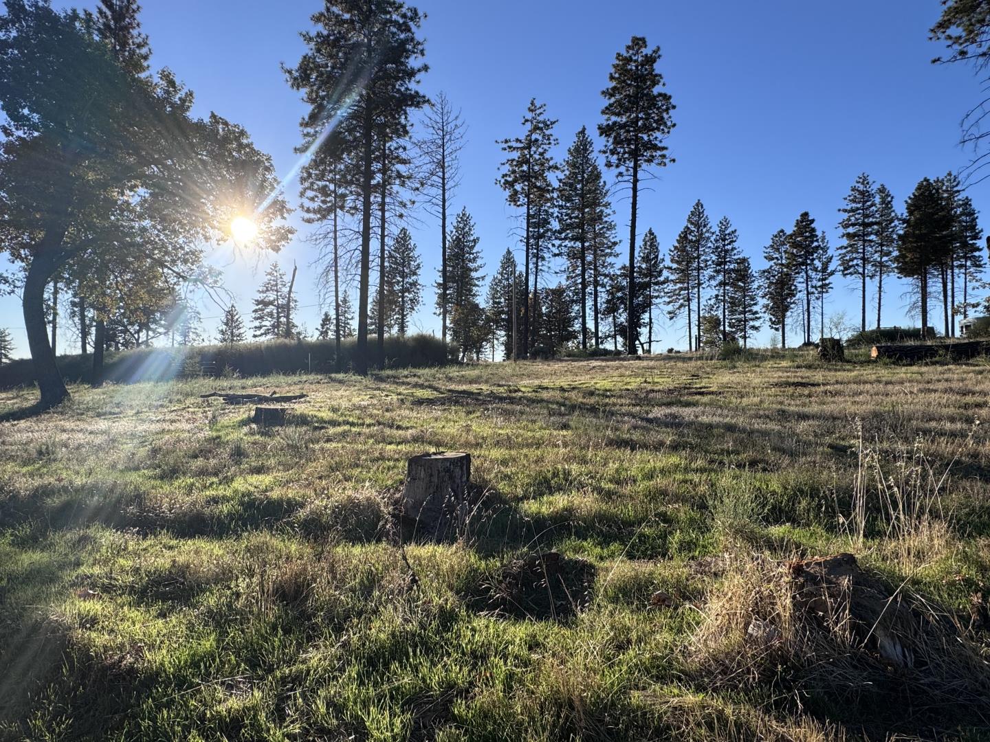 12168 Granite Ridge Road Oroville, CA 95965 - Photo 4 of 34 a view of a yard with a tree