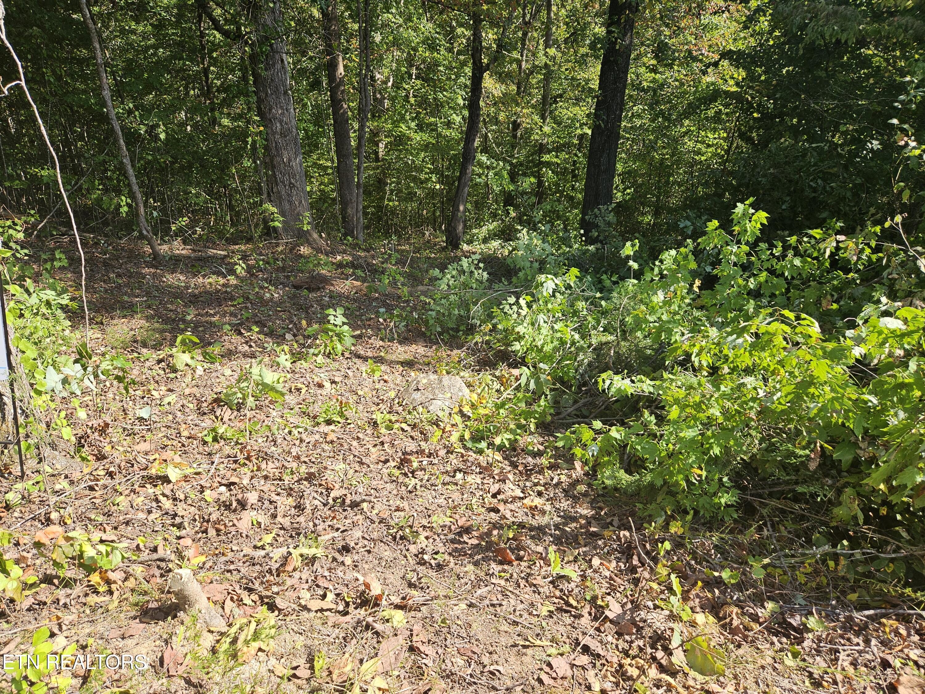 Lot 173 Saddle Ridge Drive Speedwell, TN 37870 - Photo 3 of 11 cleared area