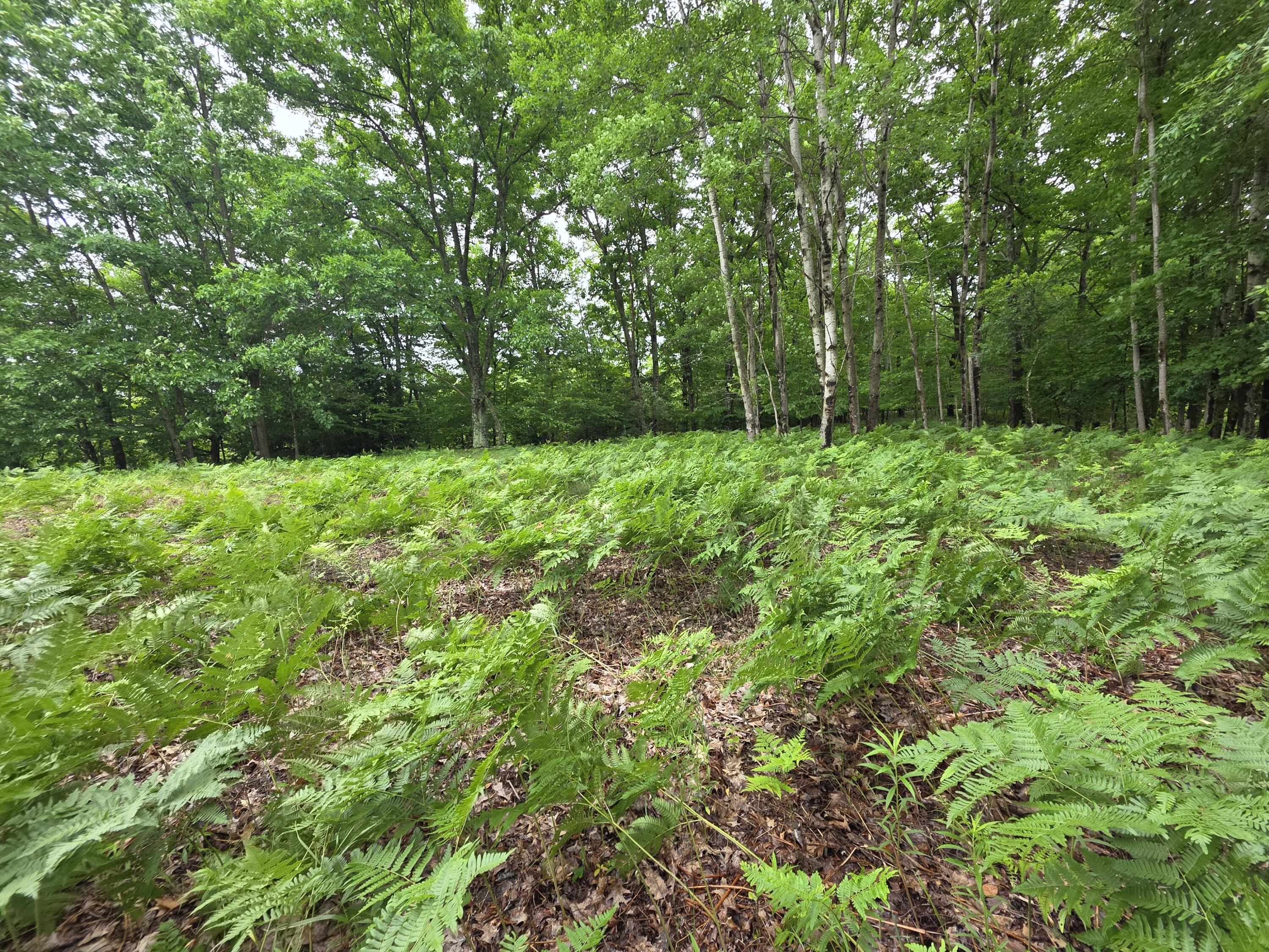 Madison Road Hesperia, MI 49421 - Photo 2 of 21 1000056953