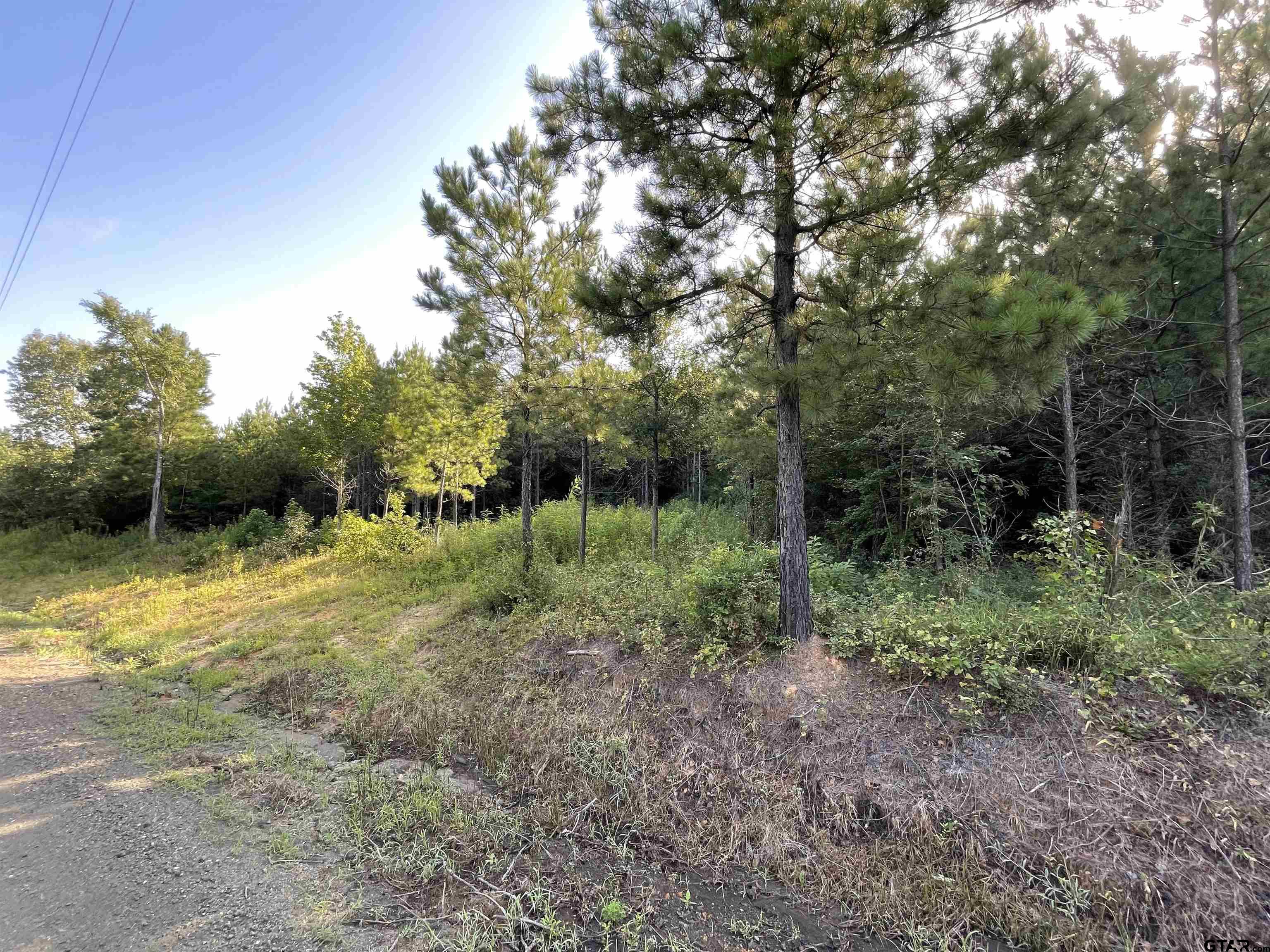 45 County Road 1060 Center, TX 75935 - Photo 11 of 15 a view of a yard with large trees