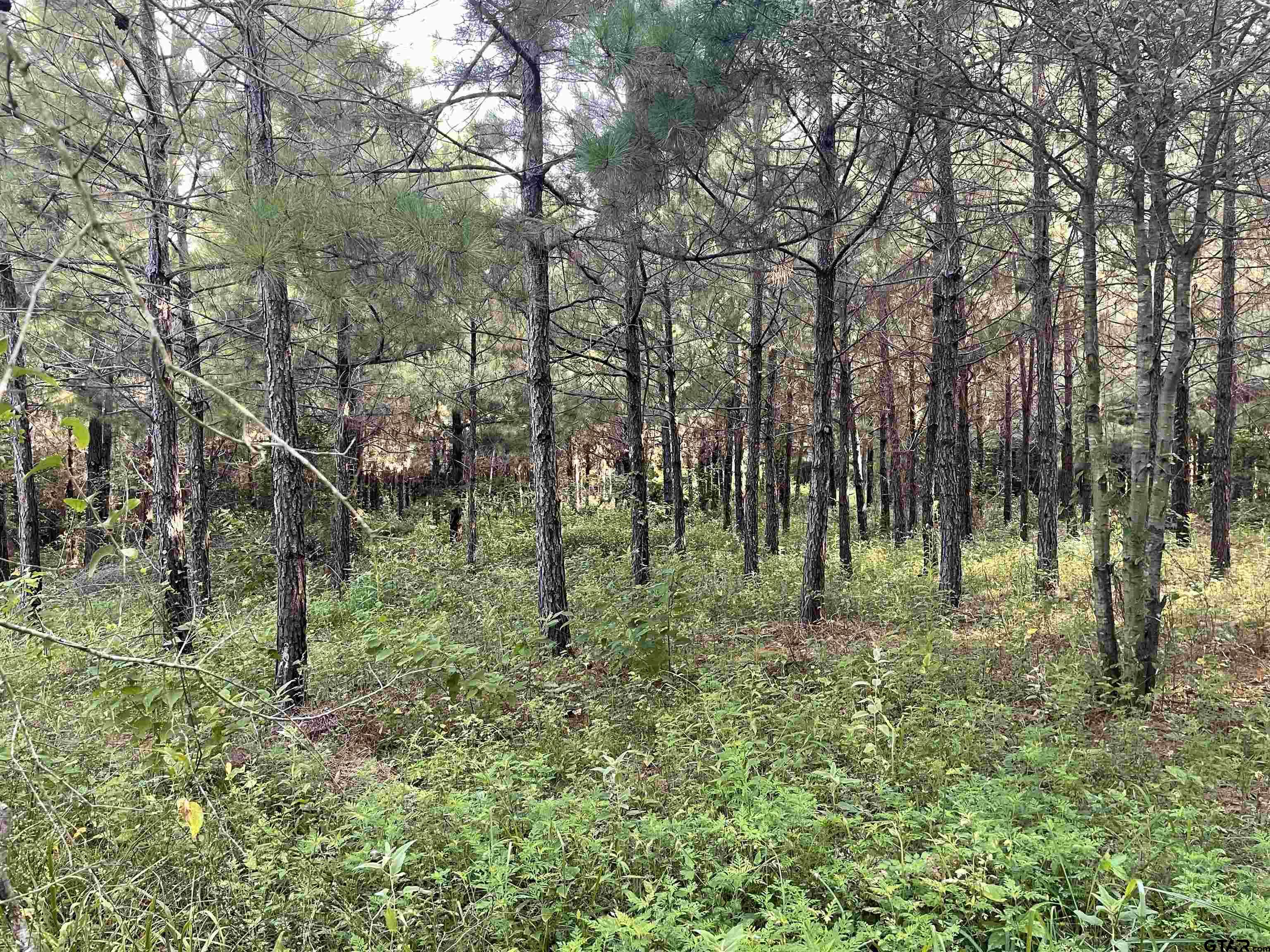 45 County Road 1060 Center, TX 75935 - Photo 8 of 15 a view of lush green forest