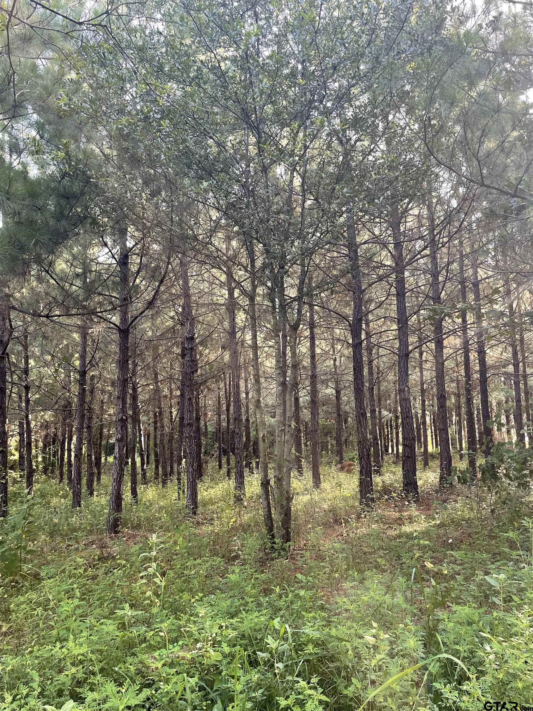 45 County Road 1060 Center, TX 75935 - Photo 9 of 15 a view of park