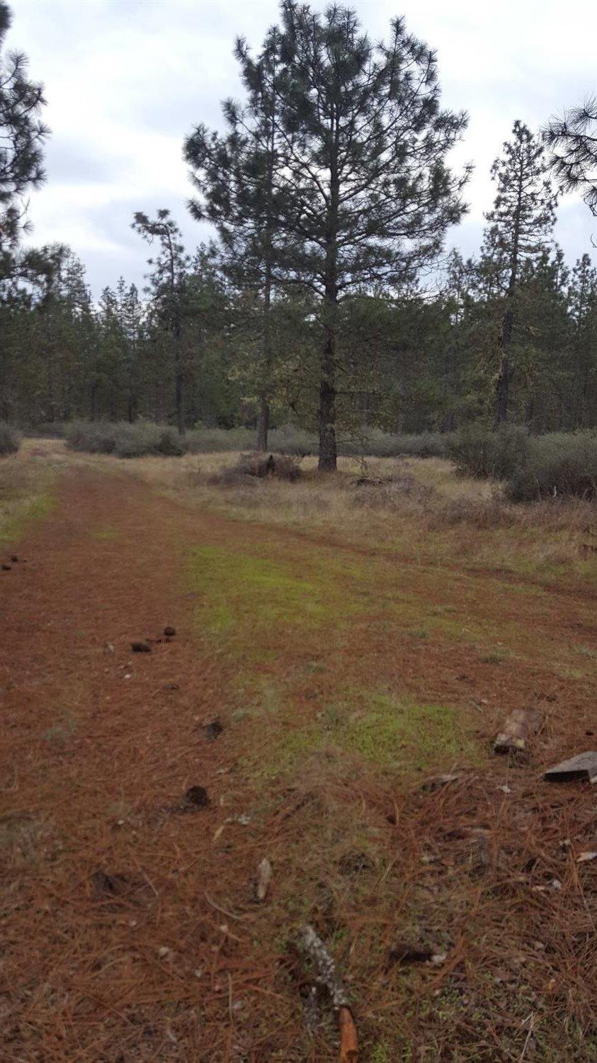 132 Buck Canyon Road Cave Junction, OR 97523 - Photo 11 of 11 Additional Photo
