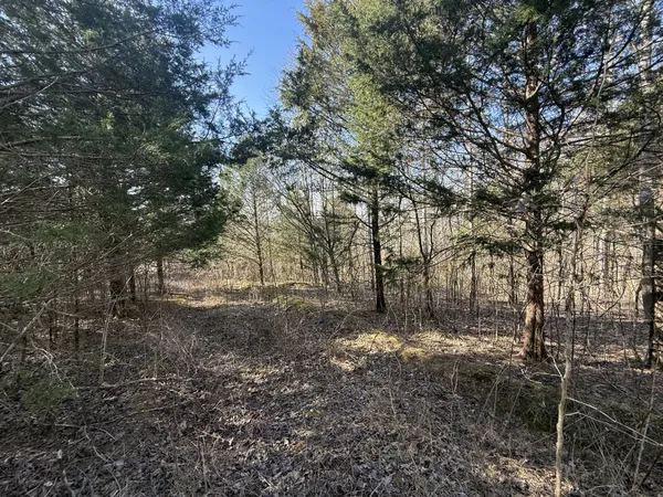 a view of a yard with trees