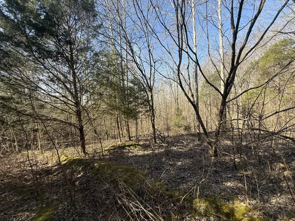 a view of a forest with lots of trees