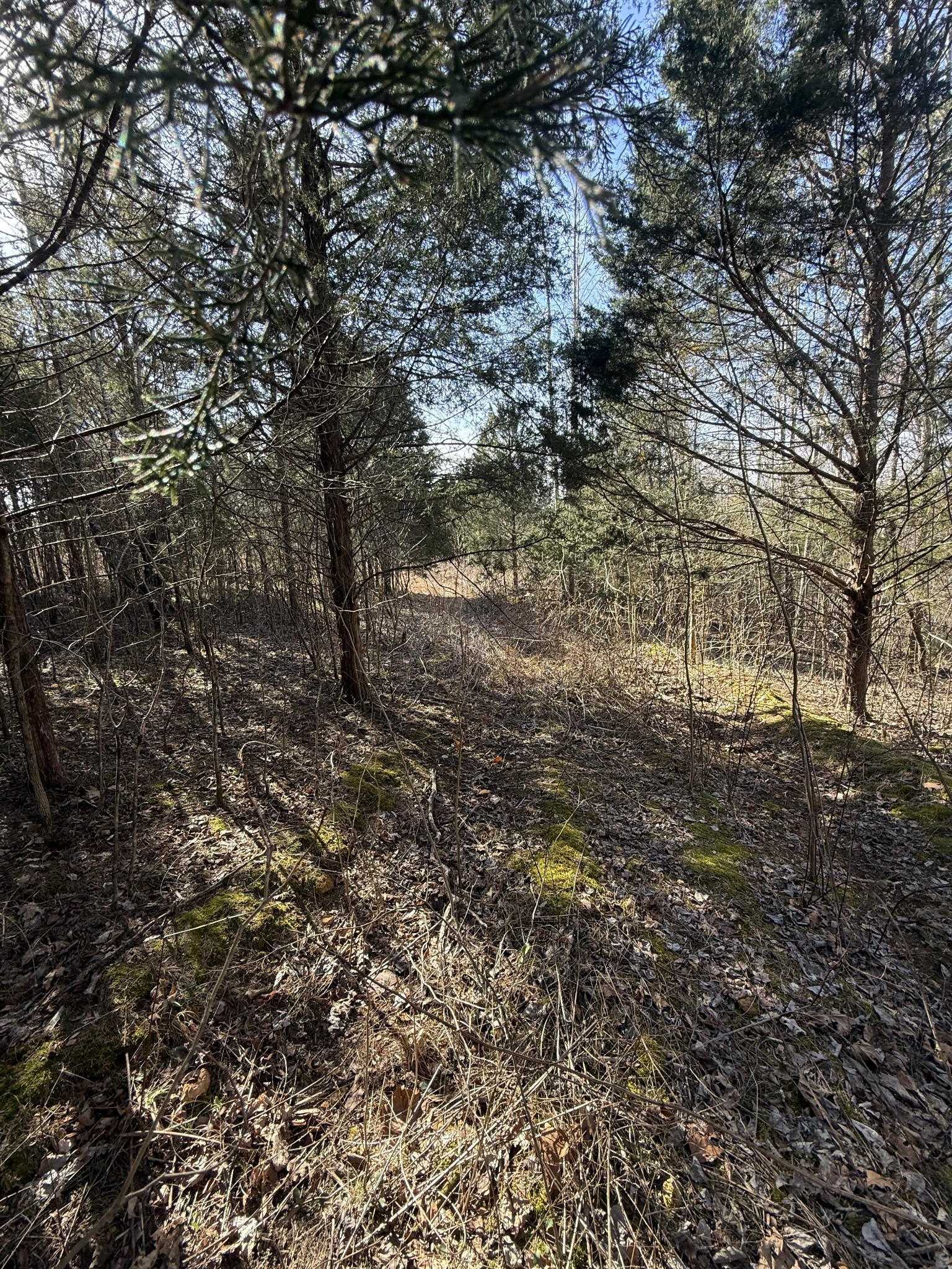 0 Grays Chapel Road Southside, TN 37171 - Photo 3 of 9 a view of a forest with lots of trees